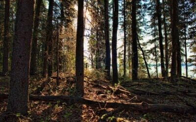 What to Do When You’re Lost: Stop, Think, Observe, Plan